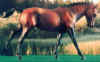 (c) Nicole Adriano, Foxfire Grove Stables