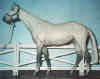 (c) Foxfire Grove Stables