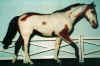 (c) Foxfire Grove Stables