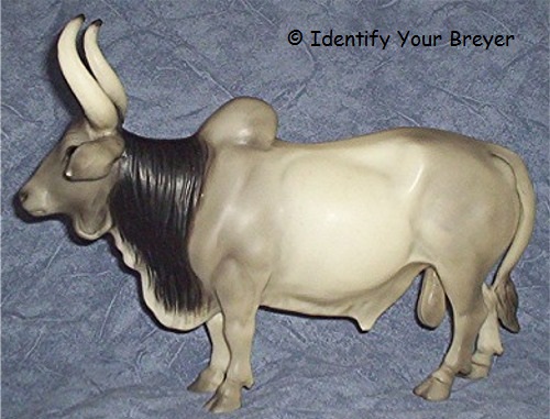 Brahma bull