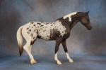 Colorshift Black Pintaloosa Rugged Lark