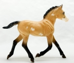 Wild Mustang Family