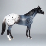 Blue Roan Blanket Appaloosa