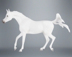 Grey Arabian