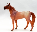 Appaloosa