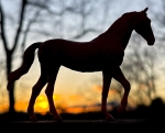 Akhal-Teke Mare?