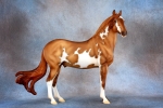 Red Dun Overo