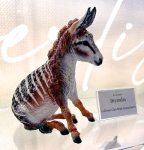 Dryandra